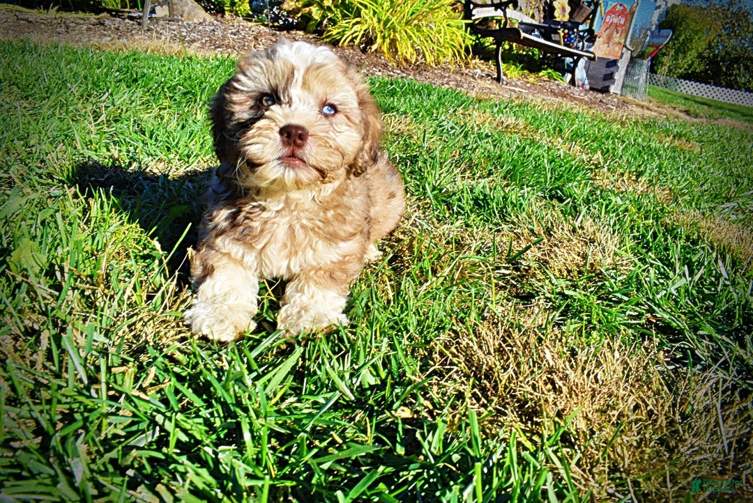 Havapoo dogs for sale: Jasper - Ad 14