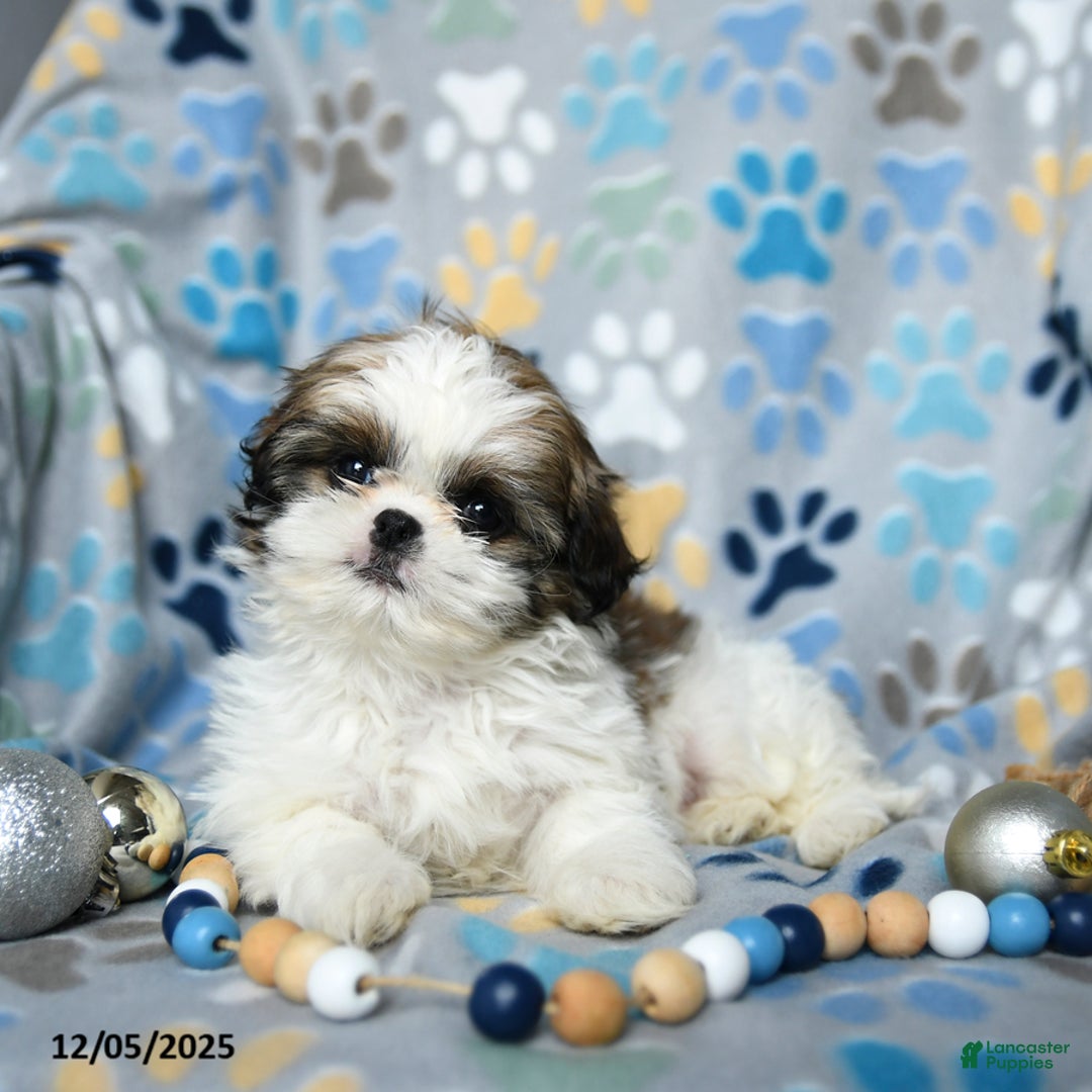 Shih Tzu dogs for sale: Jingles - Ad 5