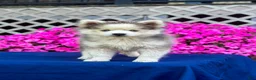 Pomsky dogs for sale: Rascal  - Ad 1