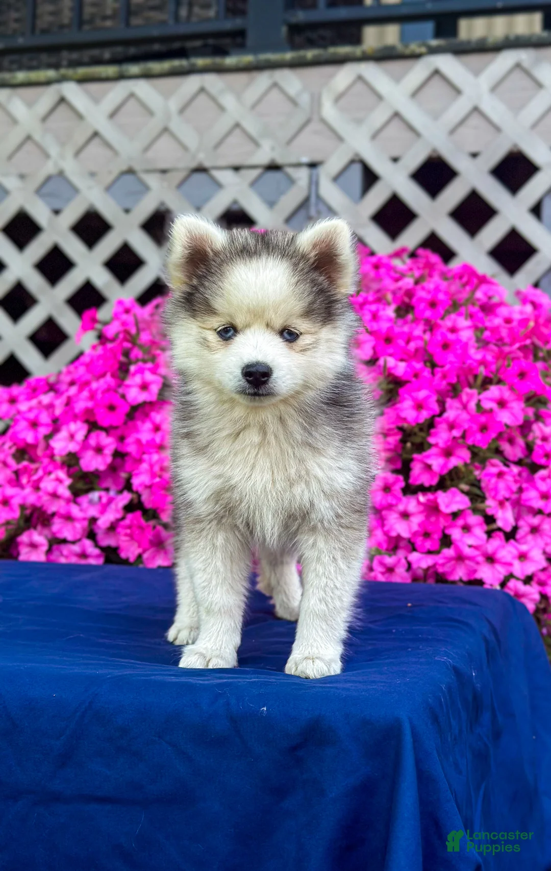 Pomsky dogs for sale: Rascal  - Ad 1
