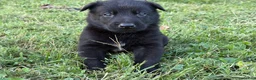 Belgian Malinois dogs for sale: Indiana Jones (black) - Ad 4