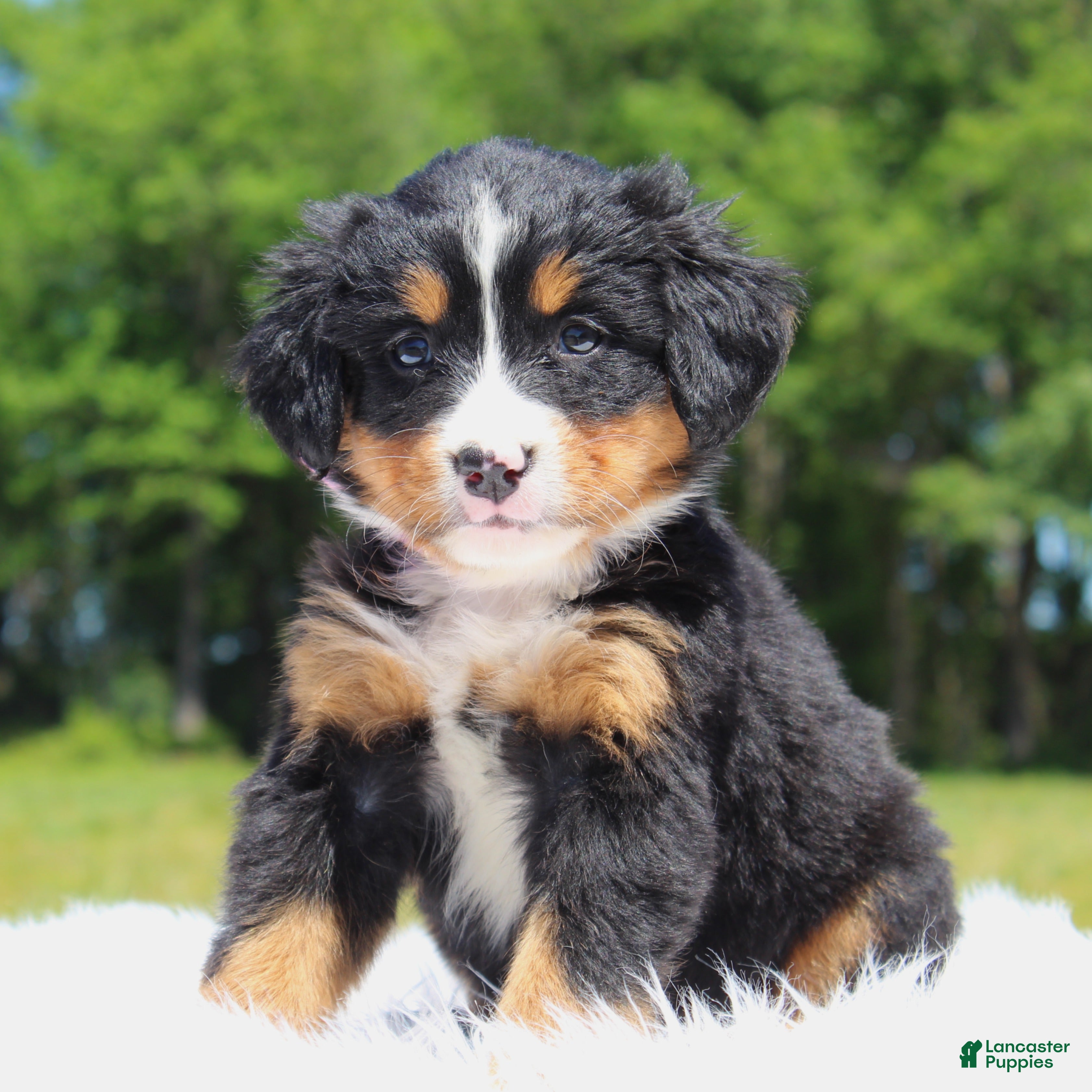 Bernese Mountain Dog dogs Summer - Ad 2
