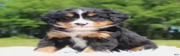 Bernese Mountain Dog dogs for sale: Summer - Ad 2