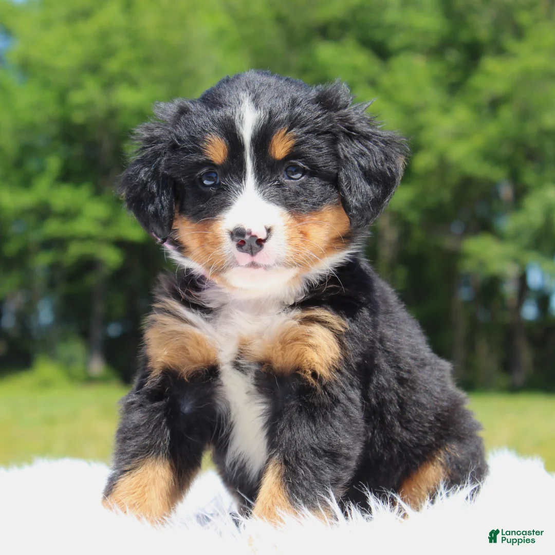 Bernese Mountain Dog dogs for sale: Summer - Ad 2