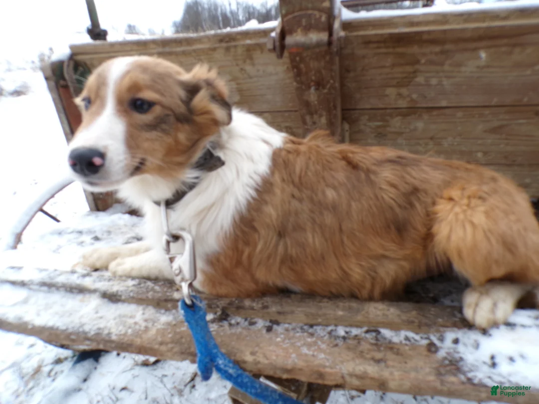 Mixed Breed dogs for sale: Mixed Breed Puppy 6 Blue Moon - Ad 4