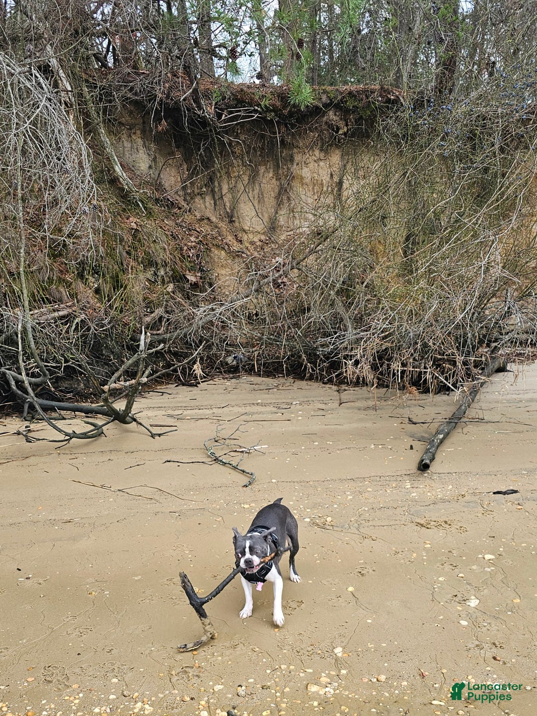 Mixed Breed dogs for sale: Mixed Breed Puppy 2 - Ad 3