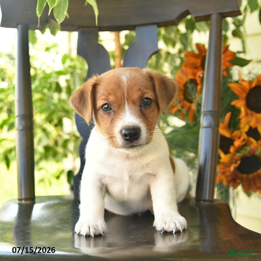 Jack Russell Terrier dogs Pascal  - Ad 1