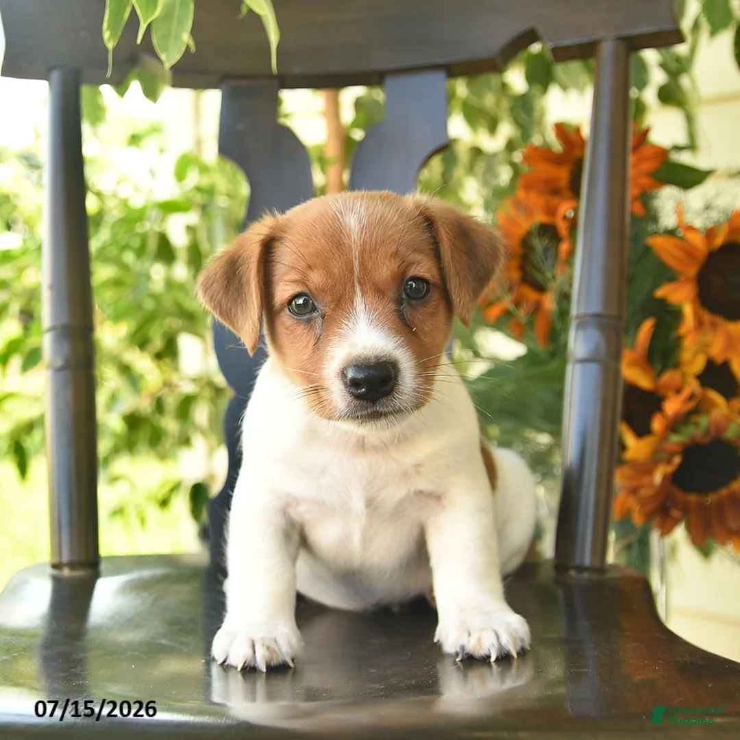 Jack Russell Terrier dogs for sale: Pascal  - Ad 1