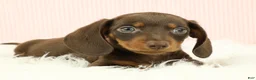 Miniature Dachshund dogs for sale: Loki 🦔 - Ad 7