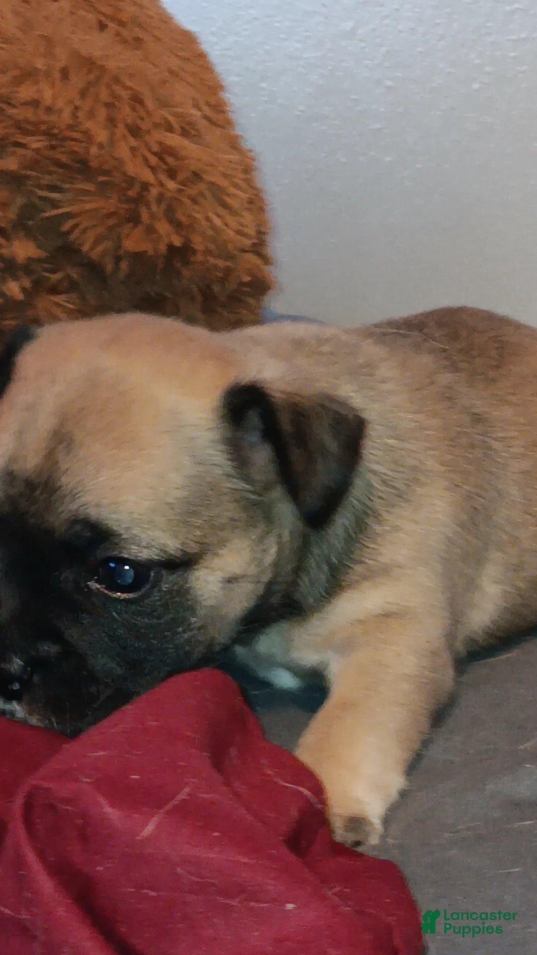 Mixed Breed dogs for sale: Rallo - Ad 2
