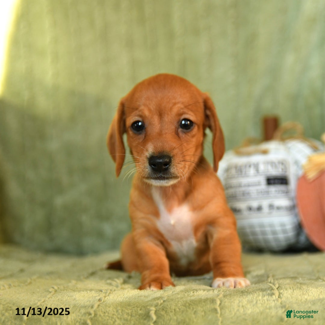 Miniature Dachshund dogs for sale: Zoe - Ad 5