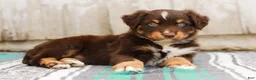 Australian Shepherd dogs for sale: Travis - Ad 5