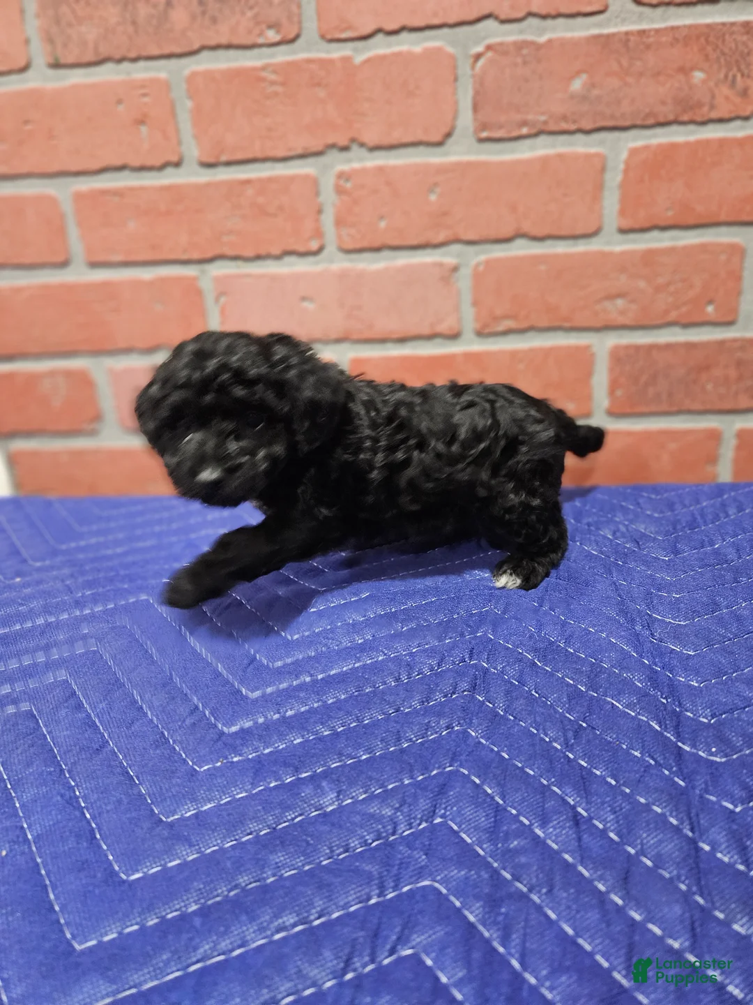 Toy Poodle dogs for sale: Toy Poodle Puppy 1 - Ad 2