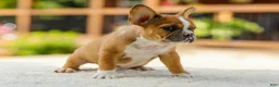 French Bulldog dogs for sale: Opal – Fawn/White - Ad 3