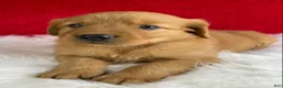 Golden Retriever dogs for sale: Bailey - Ad 5
