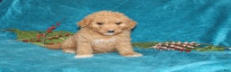 Mini Goldendoodle dogs for sale: Crystal - Ad 2