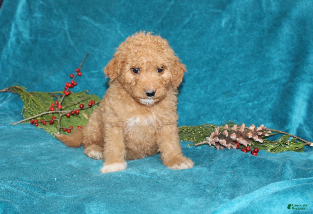 Mini Goldendoodle dogs for sale: Crystal - Ad 2