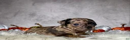 Mixed Breed dogs for sale: Miss Maisie  - Ad 7