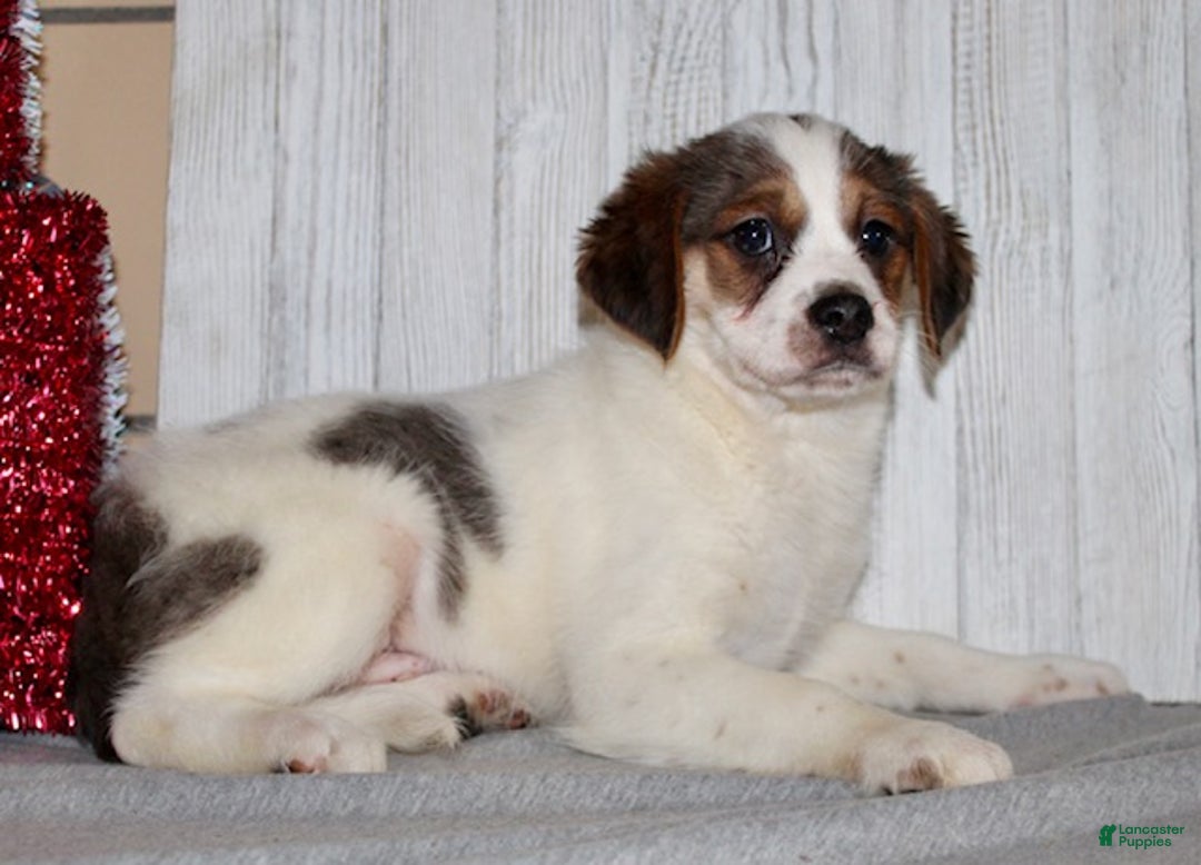 Mixed Breed dogs for sale: Brody - Ad 7