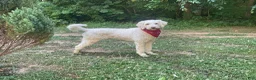 Goldendoodle dogs for stud: Priceless Beacon - Ad 2
