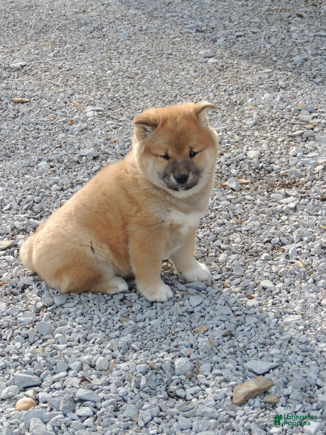 Shiba Inu dogs for sale: DAKOTA - Ad 6