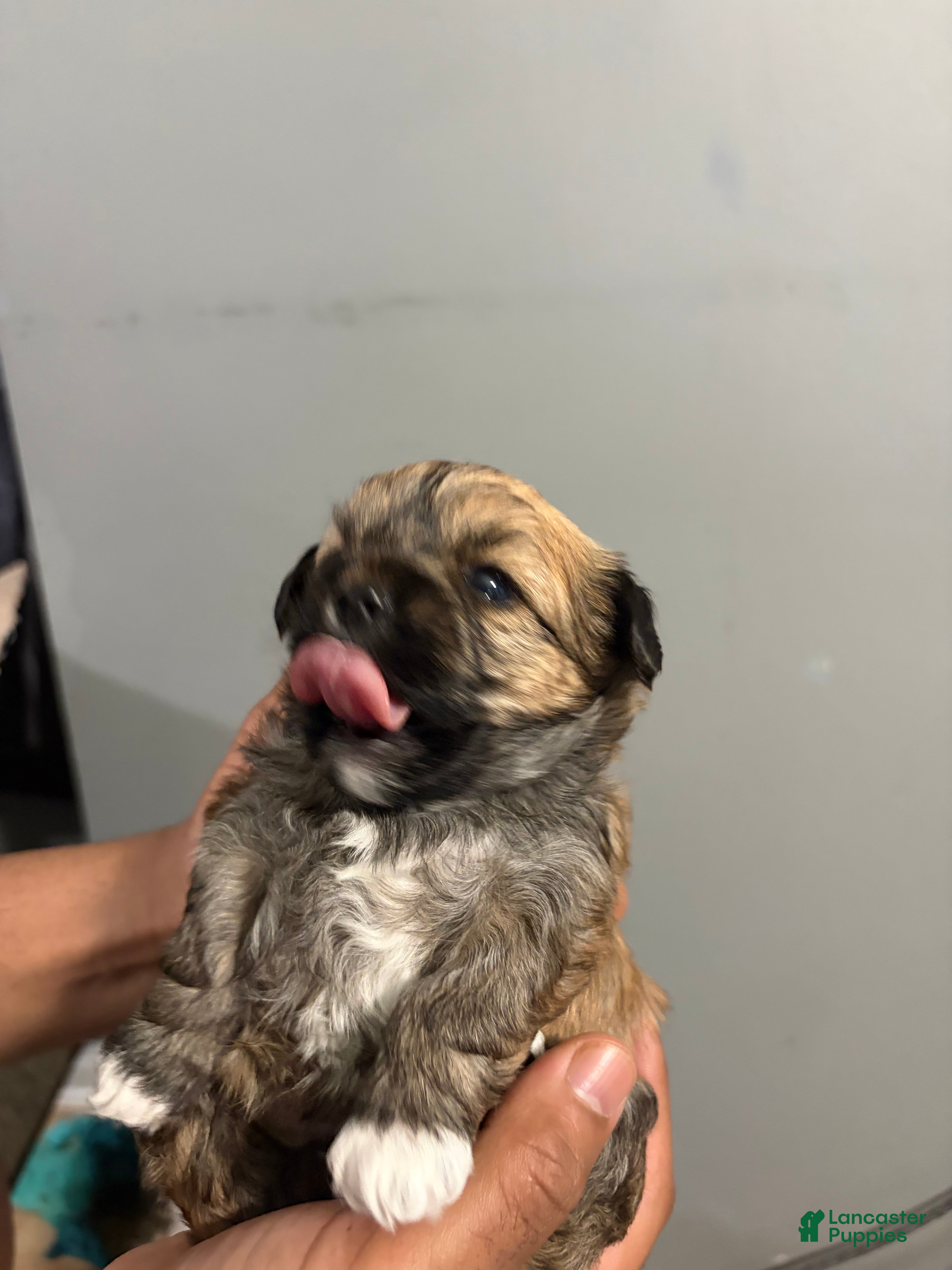Shih Tzu dogs Peanut - Ad 2