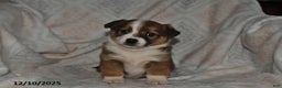 Mixed Breed dogs for sale: Rocky - Ad 3