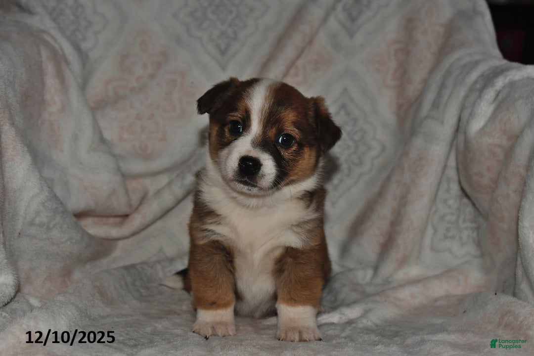 Mixed Breed dogs for sale: Rocky - Ad 3