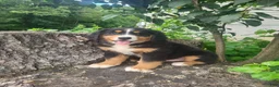 Bernese Mountain Dog dogs for sale: Toby  - Ad 2