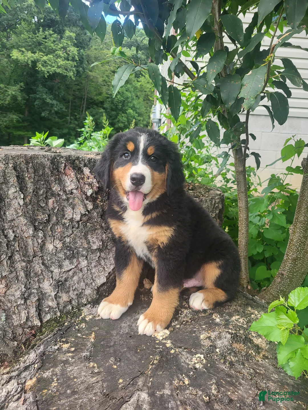 Bernese Mountain Dog dogs for sale: Toby  - Ad 2