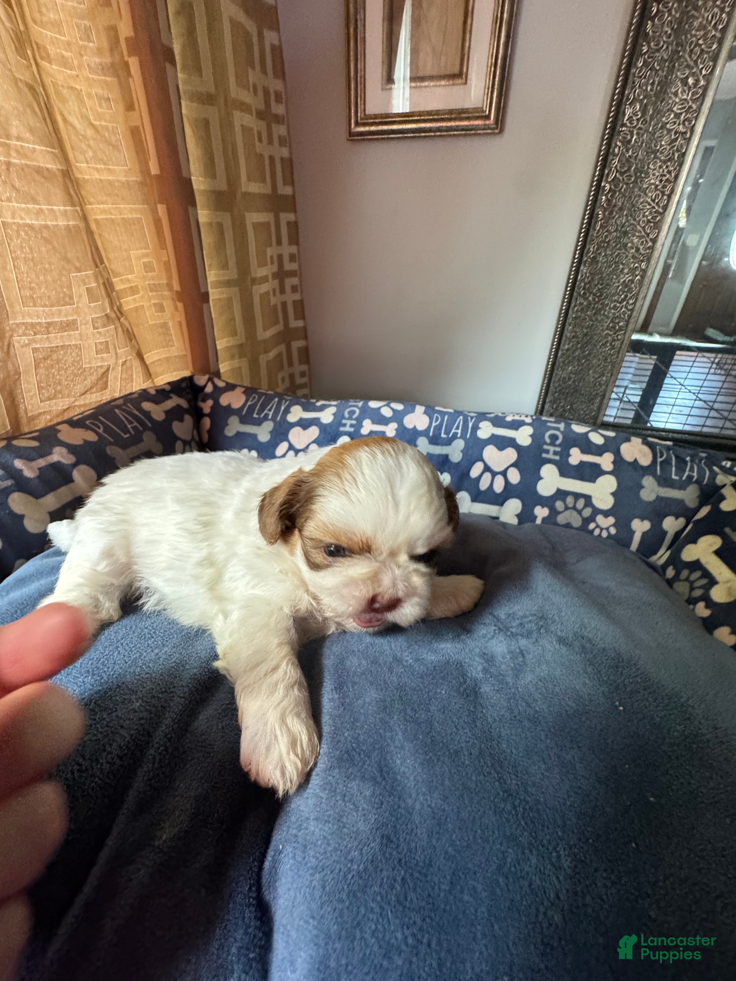 Shih Tzu dogs Shih Tzu 3 Hazel - Ad 1