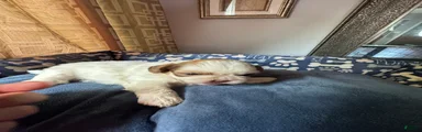 Shih Tzu 3 Hazel