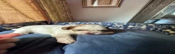 Shih Tzu dogs for sale: Shih Tzu 3 Hazel - Ad 1