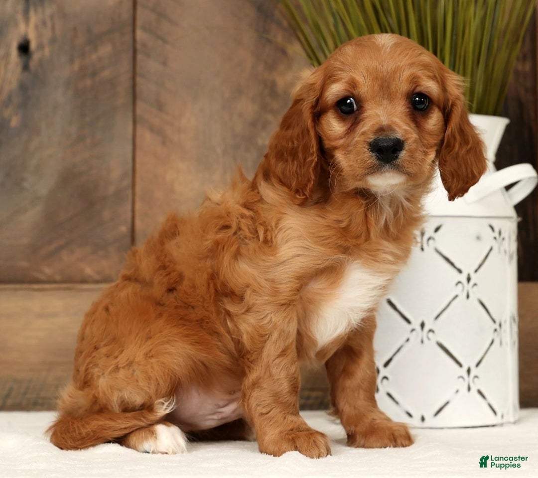 Cavapoo dogs for sale: Chase - Ad 5