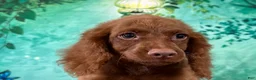 Cockapoo dogs for sale: Hershey - Ad 3