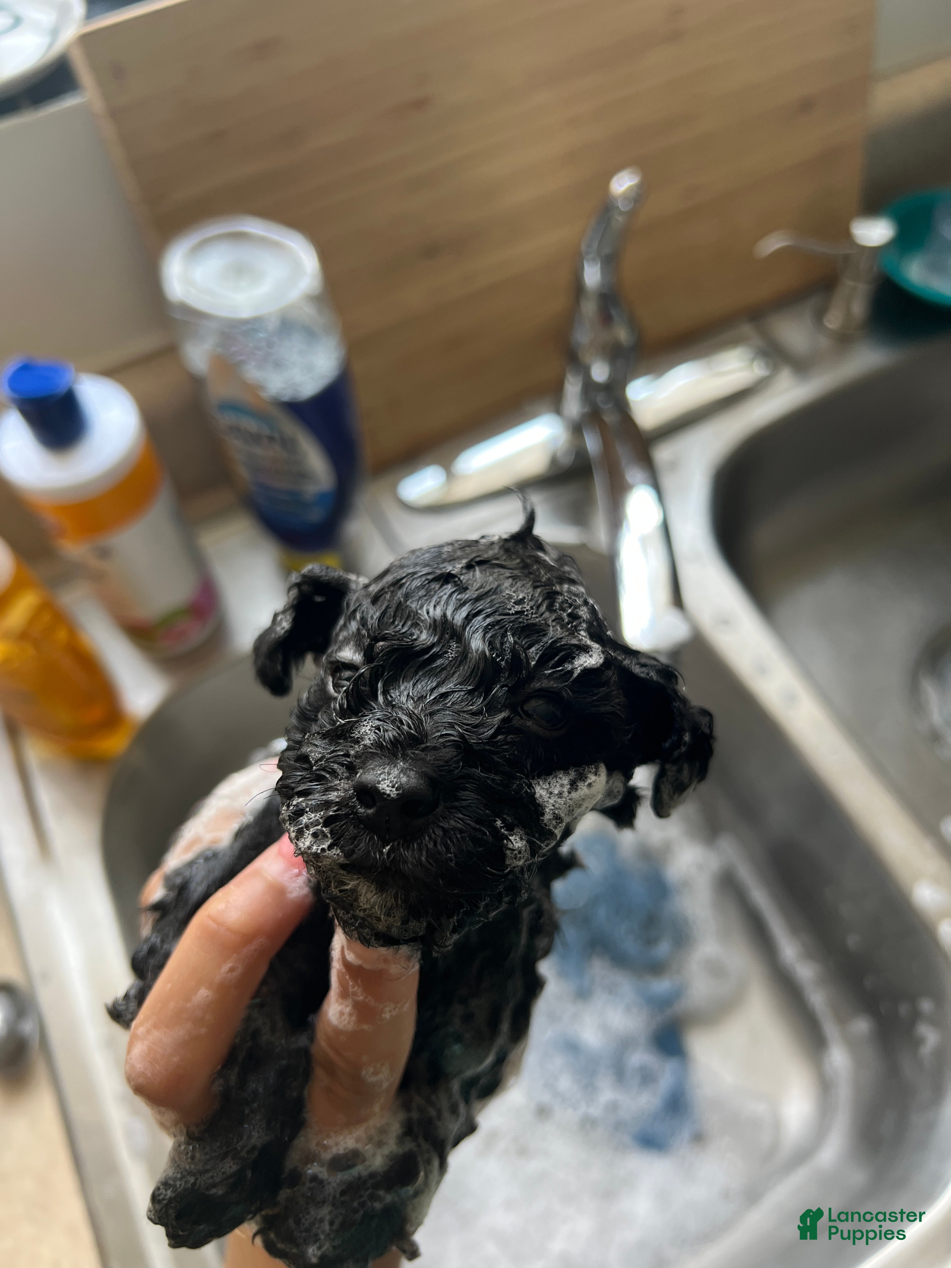 Mixed Breed dogs for sale: Tank - Ad 2