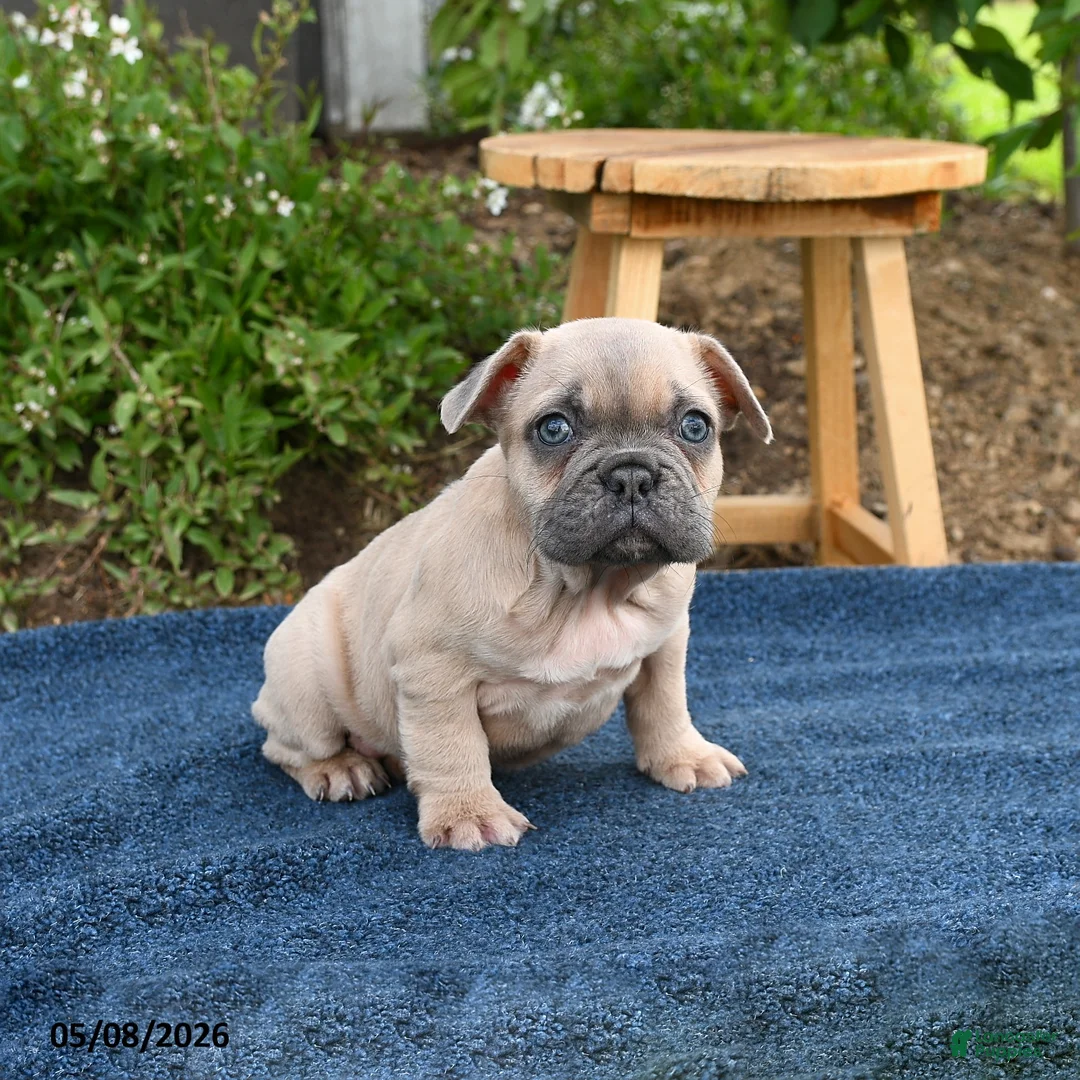French Bulldog dogs for sale: Frdric - Ad 2