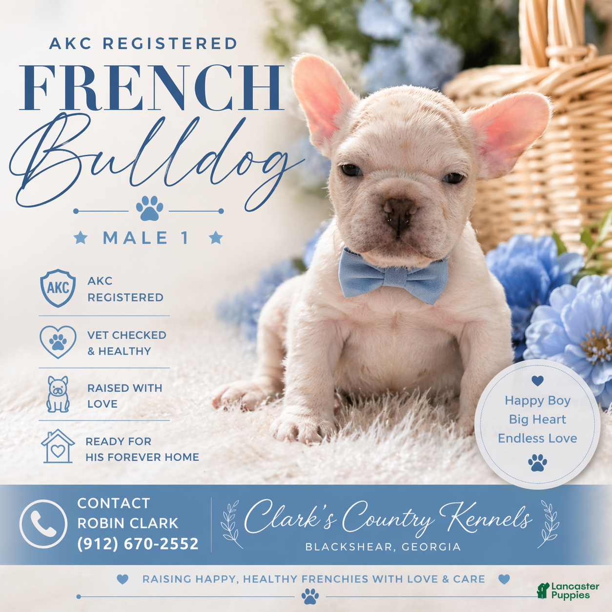 French Bulldog dogs French Bulldog Puppy 1 - Ad 2