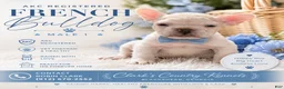French Bulldog dogs for sale: French Bulldog Puppy 1 - Ad 2