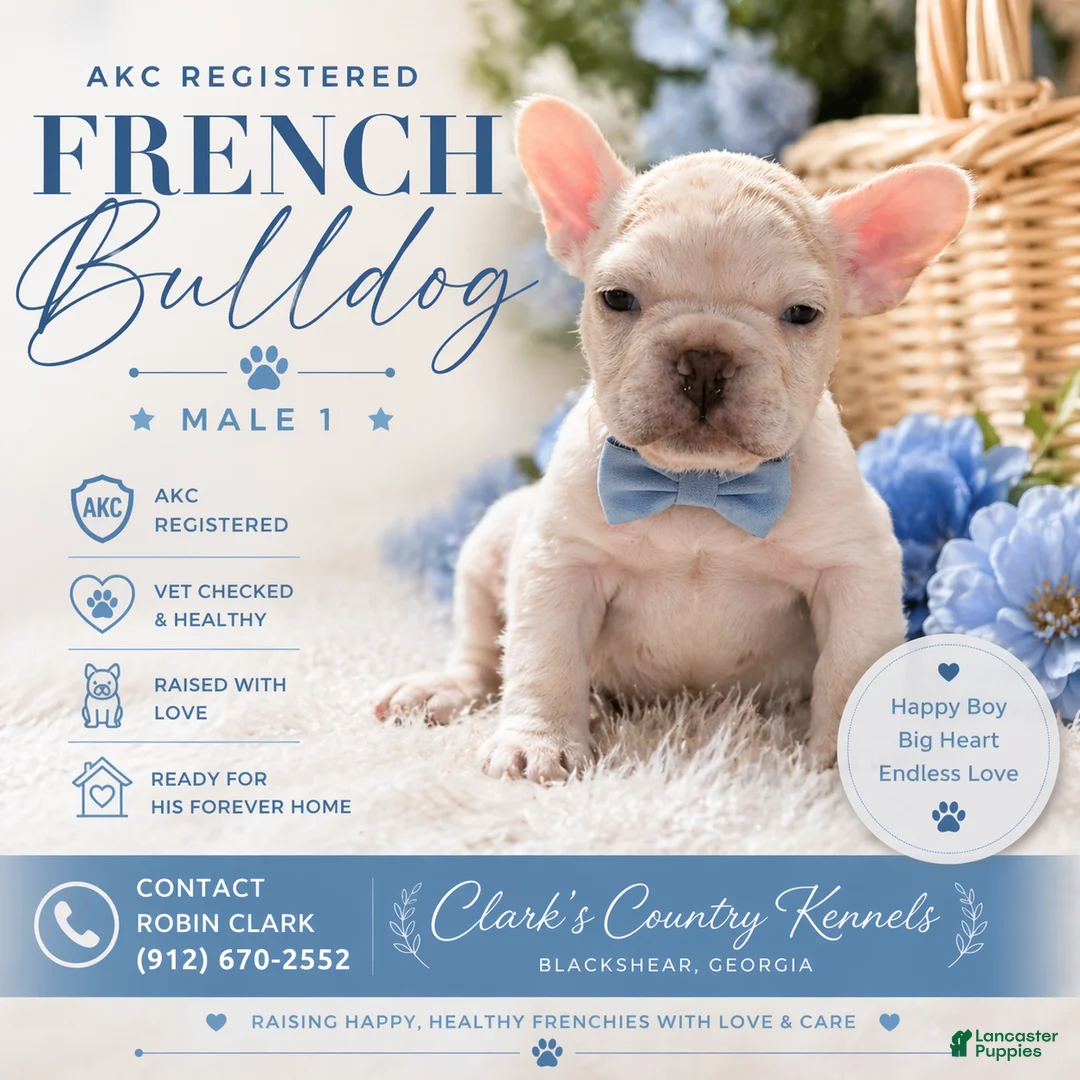 French Bulldog dogs for sale: French Bulldog Puppy 1 - Ad 2