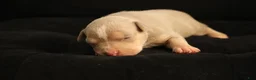 American Bully dogs for sale: Tampa - Ad 5