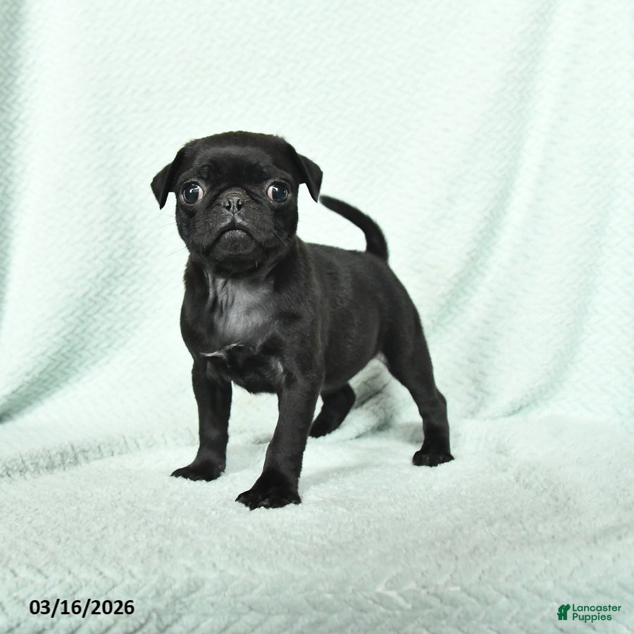 Pug dogs Annabell - Ad 1