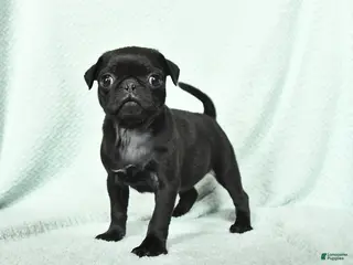 Pug dogs for sale: Annabell - Ad 3