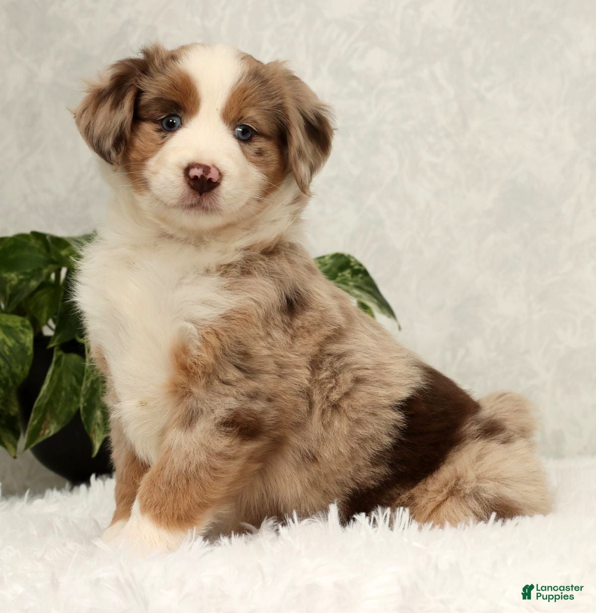 Miniature Australian Shepherd dogs Sunny  - Ad 8