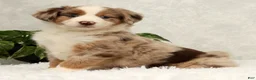 Miniature Australian Shepherd dogs for sale: Sunny  - Ad 1