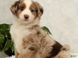 Miniature Australian Shepherd dogs Sunny - Ad 8