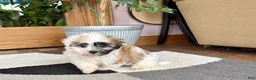 Mixed Breed dogs for sale: Lhasa/Coton male 1 - Ad 5