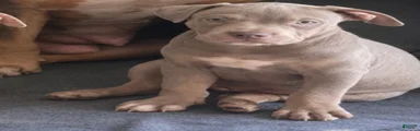American Bully 6