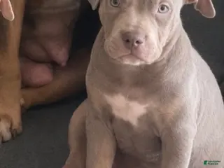 American Bully dogs American Bully 6 - Ad 2