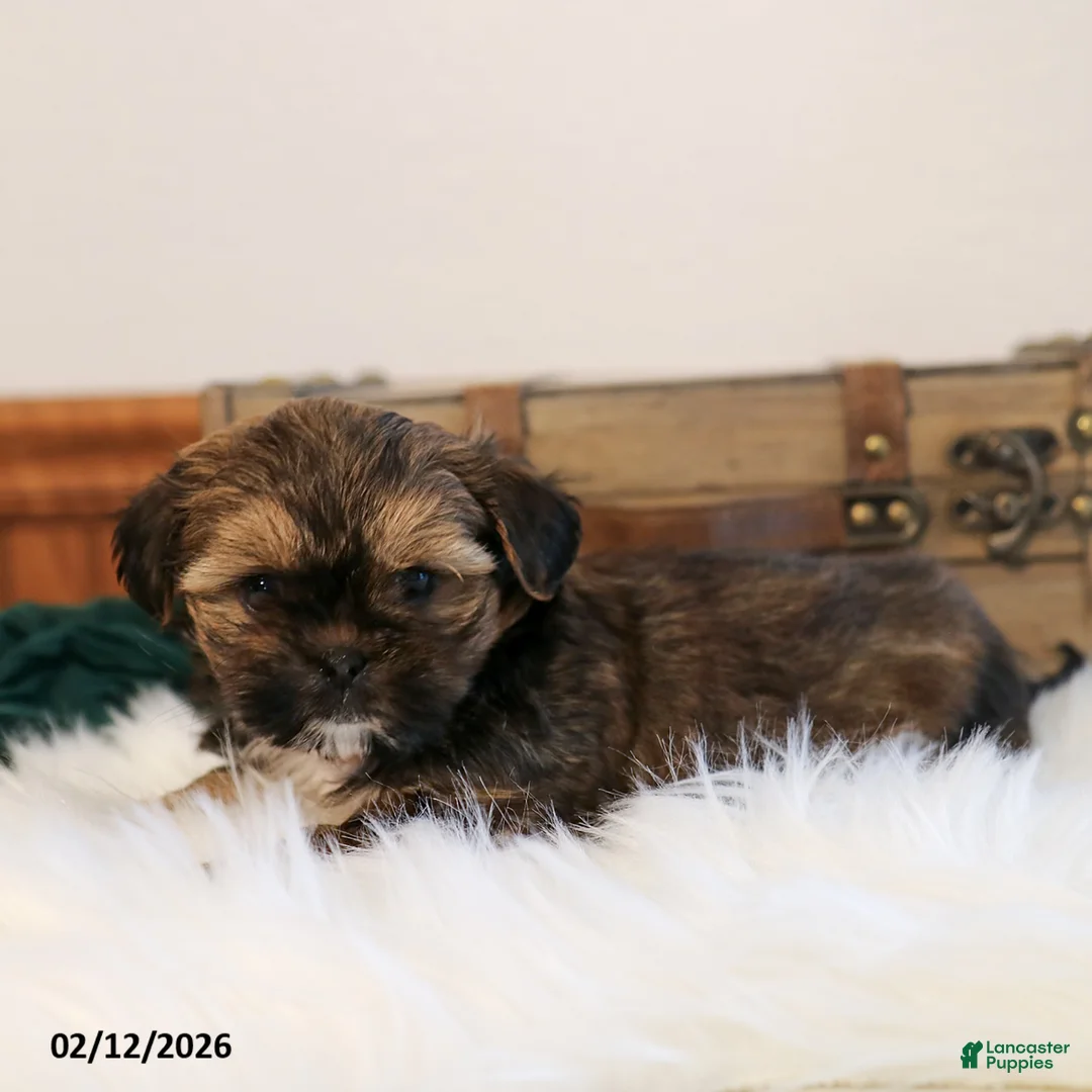 Shorkie dogs for sale: Buster - Ad 1